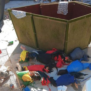 Prefeitura multa duas pessoas em R$ 24 mil por rinha de galos em Limeira