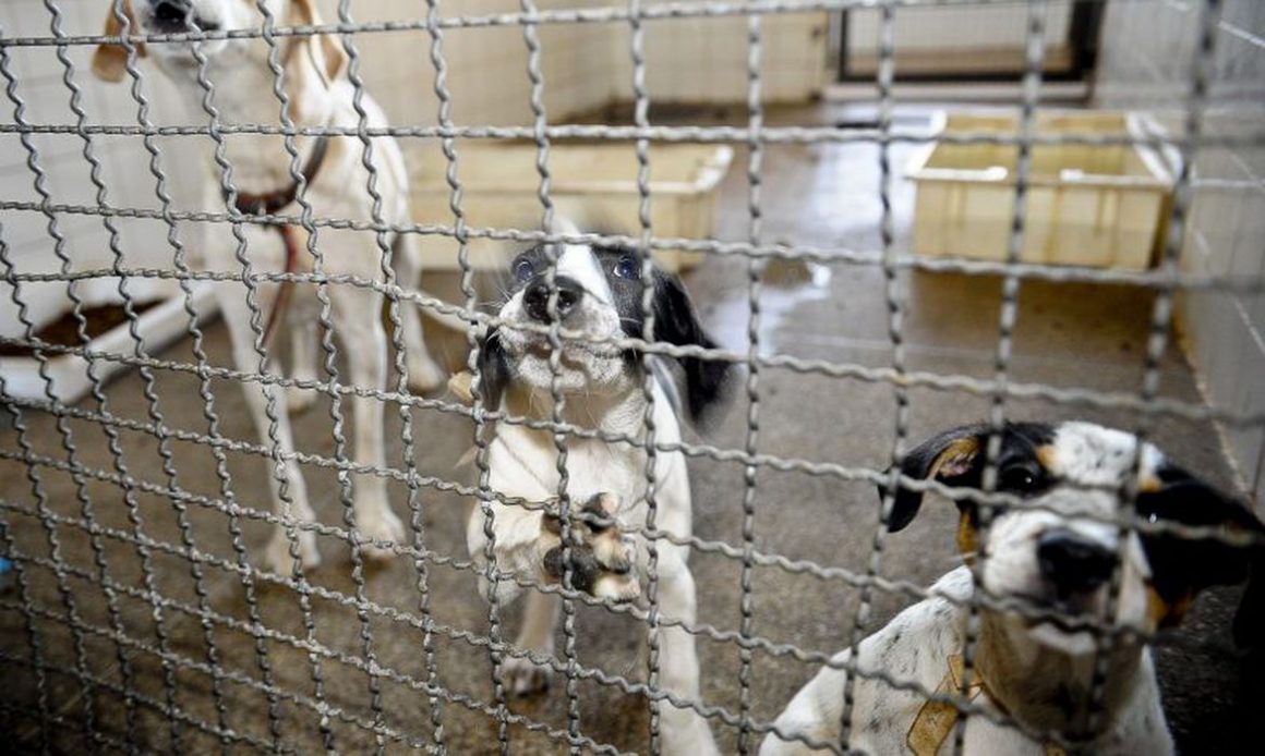 Limeira credenciará clínicas e hospitais veterinários para castração de cães e gatos