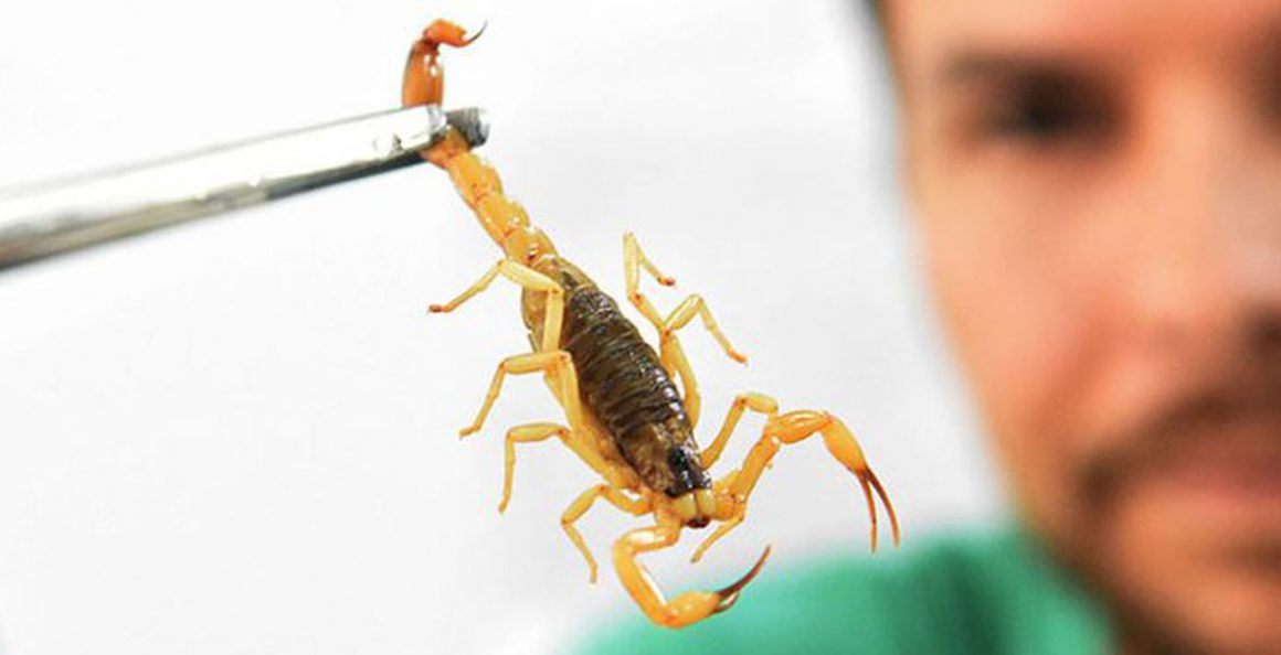 Em Americana, problema de infestação de escorpiões chega à Câmara