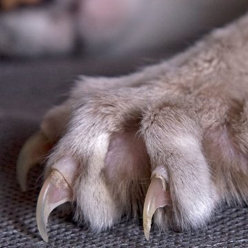 Projeto classifica retirada de garras de gatos como crime de maus-tratos de animais