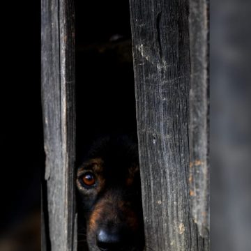 Com aumento de animais perdidos, Alpa apoia iniciativa de ex-vereador que quer ir à Justiça