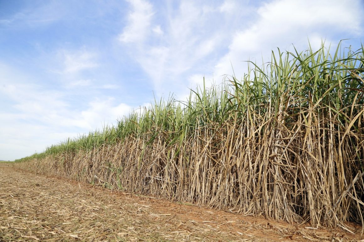 Justiça absolve 2 por furto de ponta de cana-de-açúcar de usina em Iracemápolis