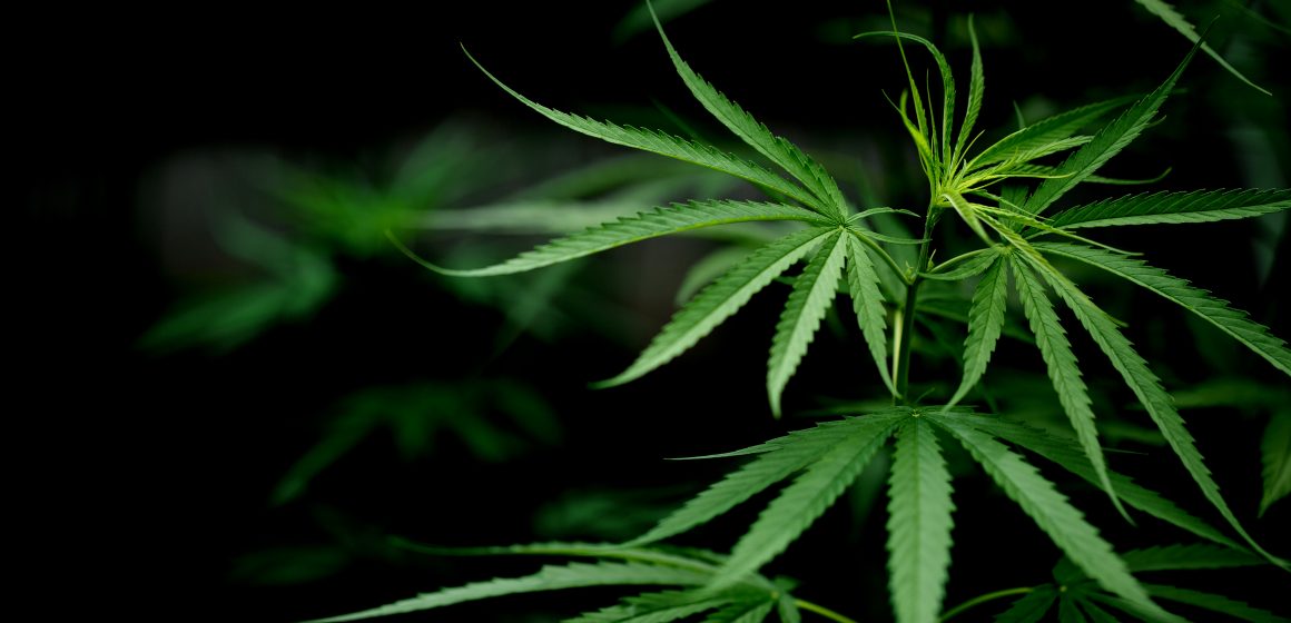 TJ suspende sanções a farmácia de Limeira por manipulação de produto à base de Cannabis