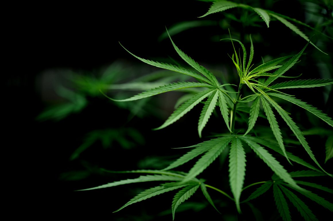 Autoridade sanitária não poderá impedir que farmácia de manipulação utilize derivados da Cannabis