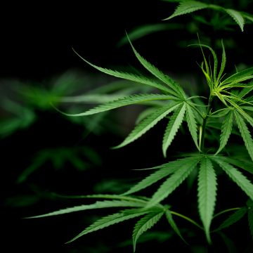 Suspensas ações sobre autorização para empresas plantarem cannabis até definição de precedente qualificado