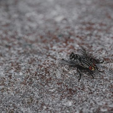 MP investiga dano ambiental com proliferação de moscas em Limeira