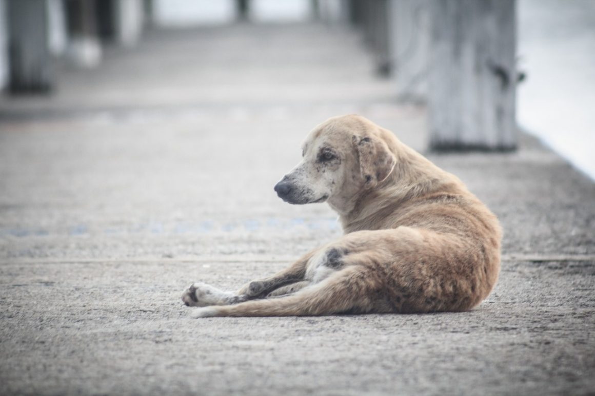 Projeto obriga canis em presídios para detentos tratarem animais abandonados