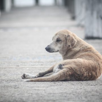 Vereador pede apreensão de cachorros “vira-latas” em bairro de Limeira