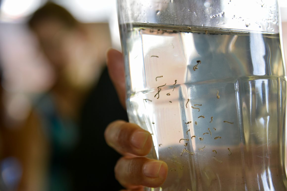 Mais de 90% dos criadouros de dengue em Limeira estão em imóveis habitados
