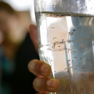 Mais de 90% dos criadouros de dengue em Limeira estão em imóveis habitados