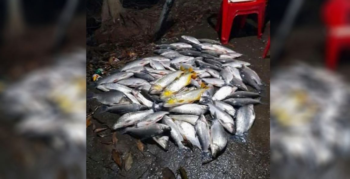 Limeirense ostenta pesca de “dourados” nas redes sociais e é multado