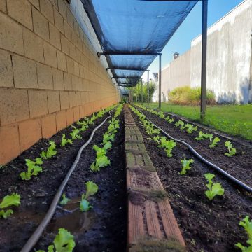 Vereador quer hortas comunitárias em áreas de gestão compartilhada em Limeira