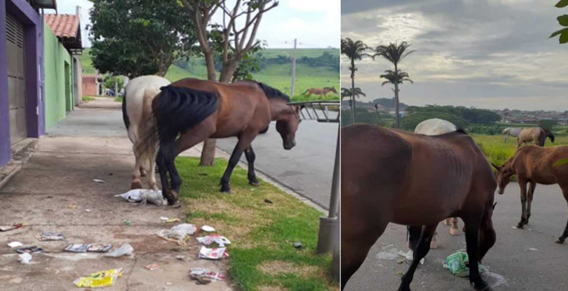 Projeto quer proibir circulação de cavalo e animais de grande porte nas ruas de Limeira