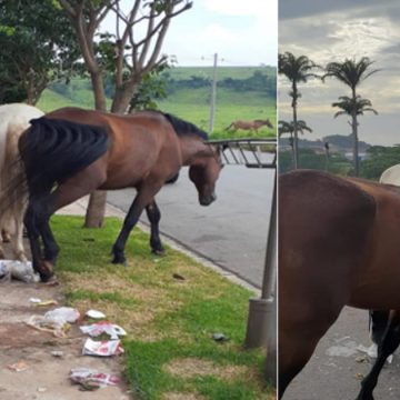 Cavalos soltos no Geada preocupam e vereadora de Limeira pede identificação de donos