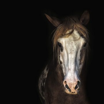 Justiça condena empresário por maus tratos a cavalos