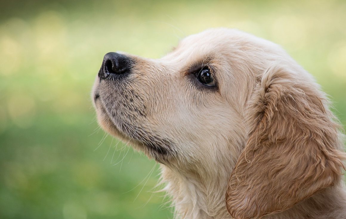 Ex-companheiro deve pagar auxílio para despesas com cães adotados unilateralmente