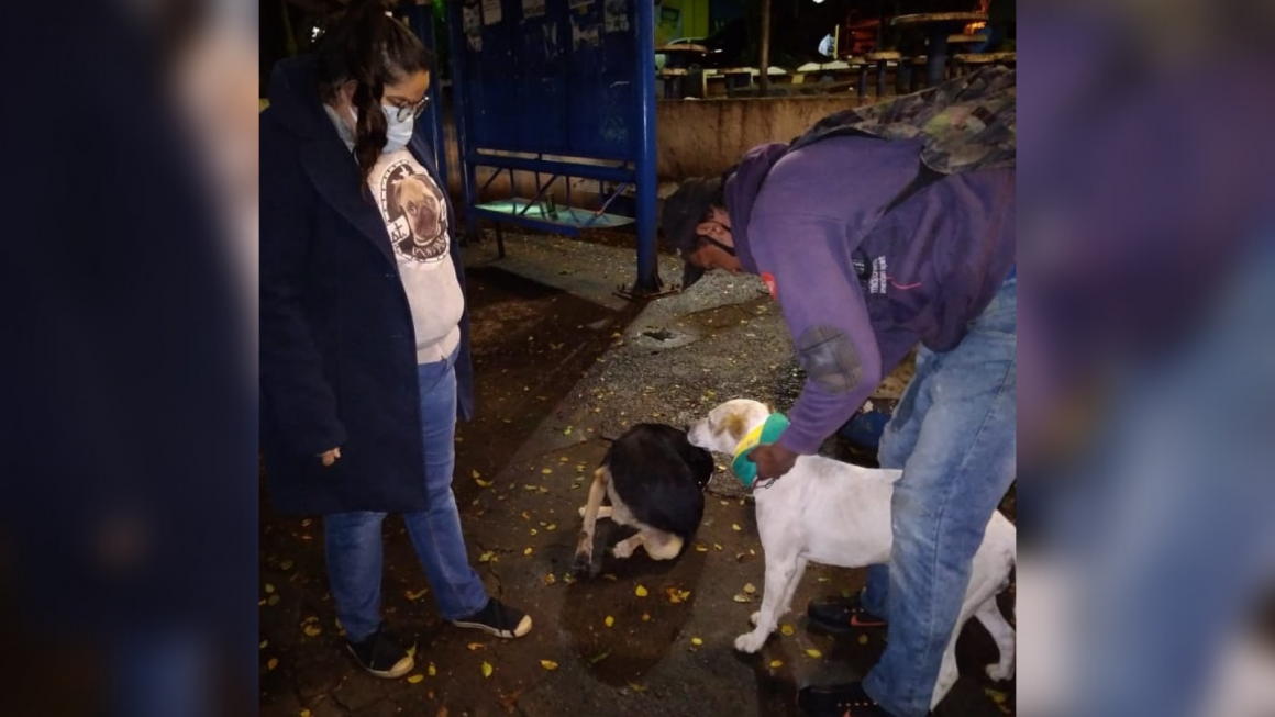 Cães encontrados nas ruas de Limeira recebem roupinhas de frio