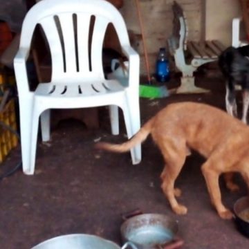 Justiça abre ação penal contra casal de Iracemápolis por maus-tratos a animais