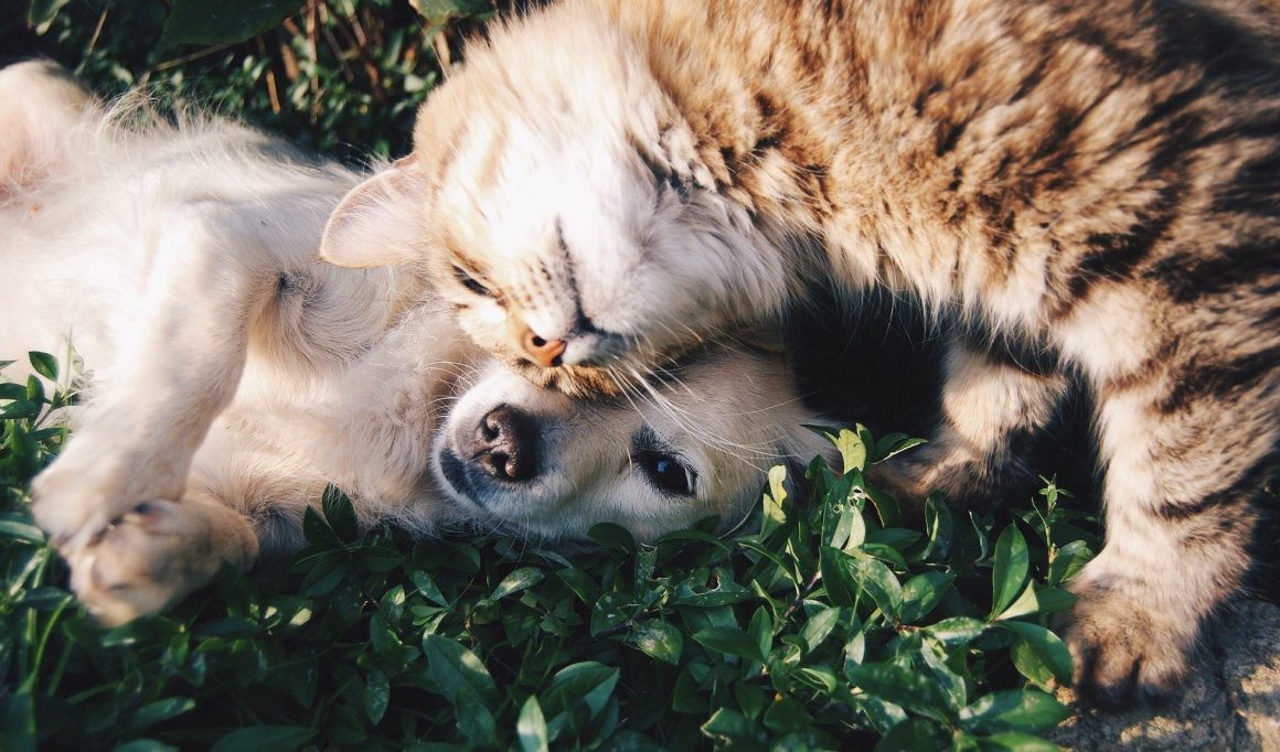 Governo de São Paulo propõe lei para regulamentar comércio e garantir bem-estar de cães e gatos