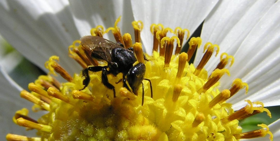 Projeto quer regulamentar criação de abelhas no Estado de São Paulo