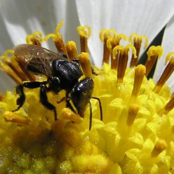 Projeto quer regulamentar criação de abelhas no Estado de São Paulo