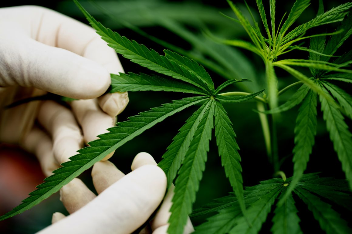 HC concede salvo-conduto para cultivo doméstico de cannabis com fins terapêuticos