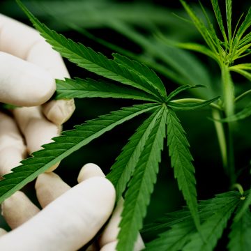 Ações de remédio à base de Cannabis crescem em Limeira e gasto chega a R$ 760 mil