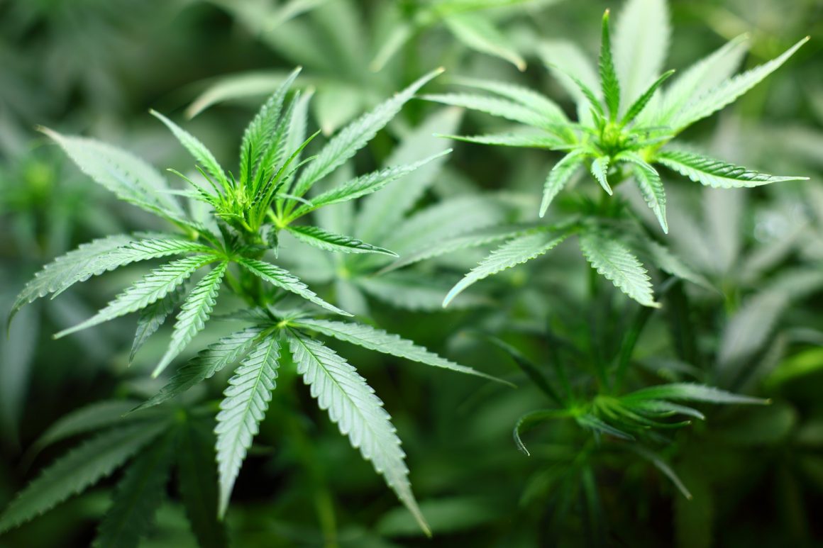 STJ dá salvo-conduto para pacientes cultivarem Cannabis com fim medicinal