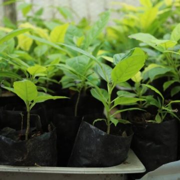 Campanha estimula erradicação de plantas de citros contaminadas em Limeira