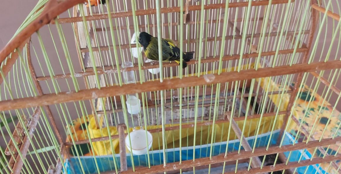 Iracemapolense é autuado em R$ 13 mil por aves em cativeiro