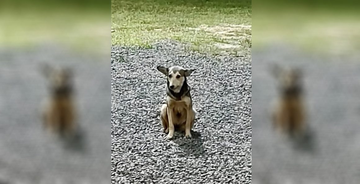 Preso suspeito de matar cão em restaurante na zona rural de Limeira