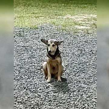 Preso suspeito de matar cão em restaurante na zona rural de Limeira
