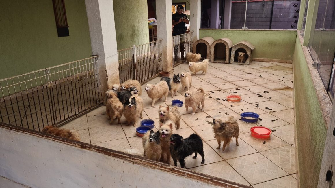 Animais em situação de maus-tratos em Limeira são enviados para 5 ONGs da região