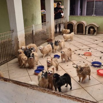 Animais em situação de maus-tratos em Limeira são enviados para 5 ONGs da região