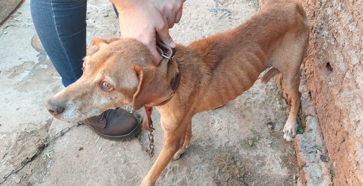 Polícia Militar Ambiental resgata cães e autua responsáveis em R$ 48 mil