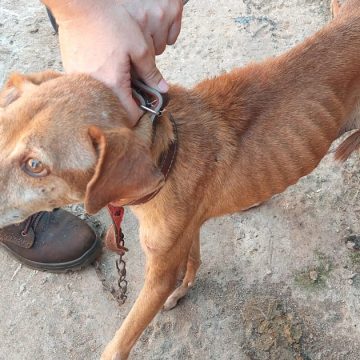 Polícia Militar Ambiental resgata cães e autua responsáveis em R$ 48 mil