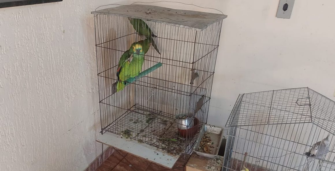 Posse de papagaio e maritacas rende autuações em Iracemápolis