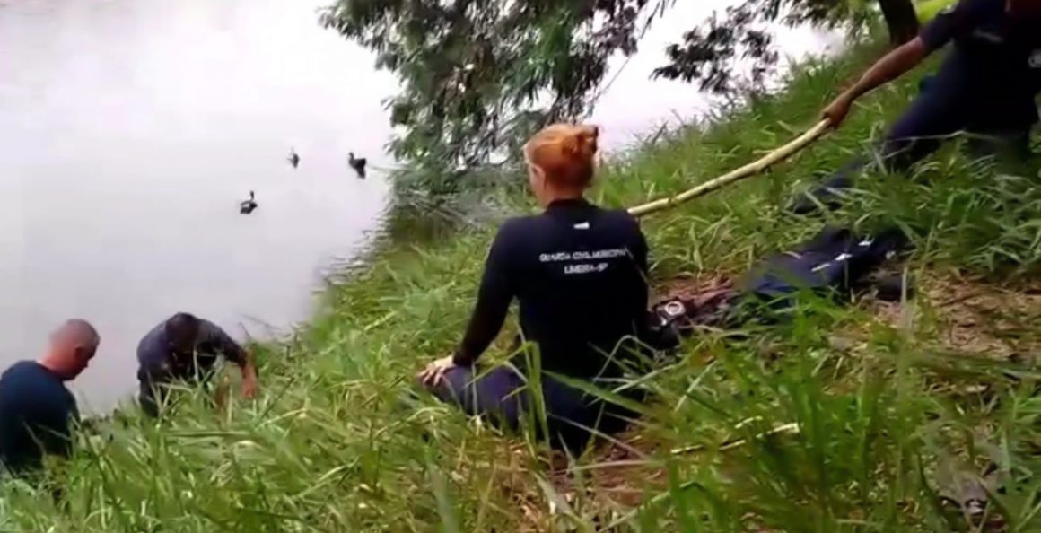 GCMs de Limeira resgatam cão que caiu no lago do Parque Ecológico
