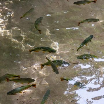 Homem é condenado por pescar 31 peixes na época da piracema em Limeira