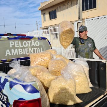 Vigilância fecha fábrica clandestina de batata palha em Limeira