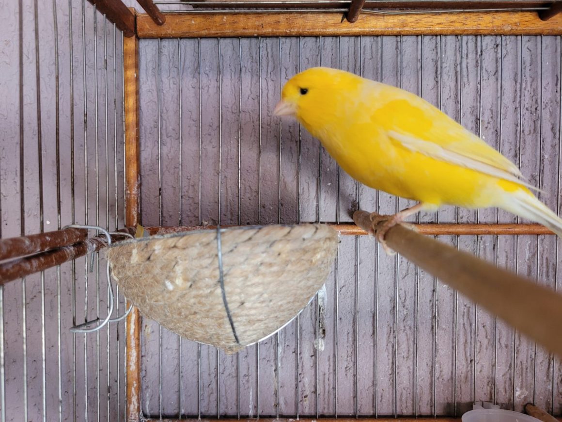Jovem de Iracemápolis é condenado por furtar passarinho e vendê-lo para comprar droga