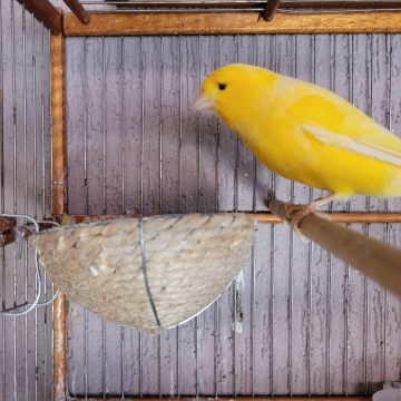 Jovem de Iracemápolis é condenado por furtar passarinho e vendê-lo para comprar droga