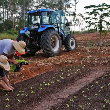 Com milho, horta comunitária do CR de Limeira amplia integração entre reeducandos