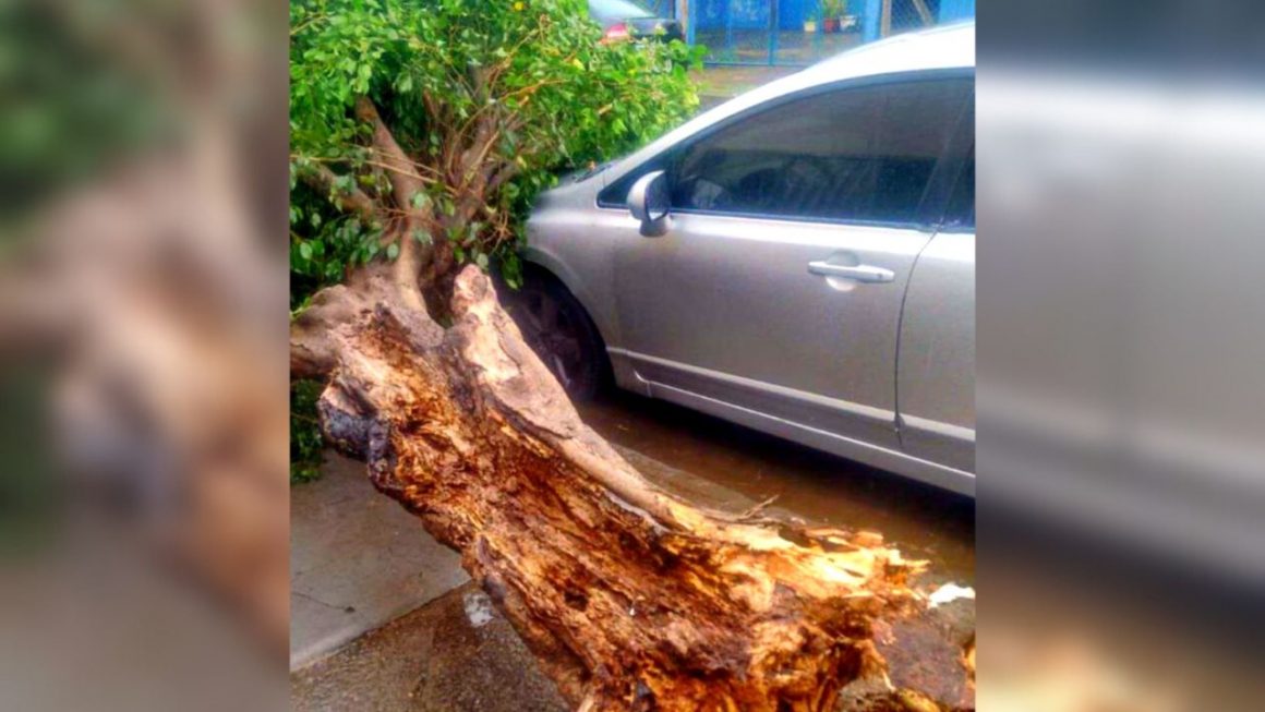 Idoso de Limeira tem carro atingido por queda de árvore na chuva e será ressarcido