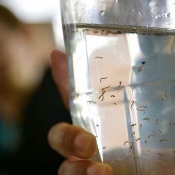 Com 477 casos confirmados neste ano, levantamento mostra situação de dengue em Limeira
