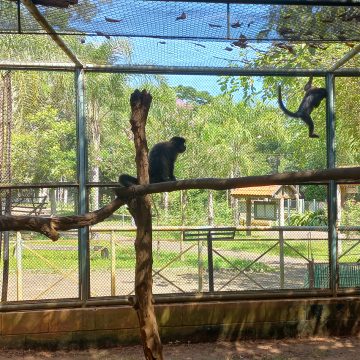 Projeto que pode fechar zoo de Limeira é constitucional, diz parecer jurídico