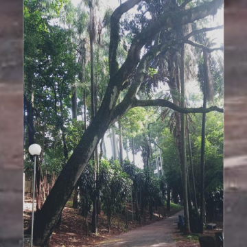 Com risco de queda de árvores, Bosque Maria Thereza fica fechado em Limeira