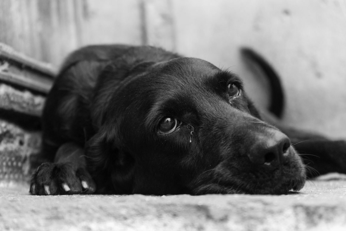 Limeirense que deixou 3 cães sem comida e água por dias pega 3 anos de reclusão