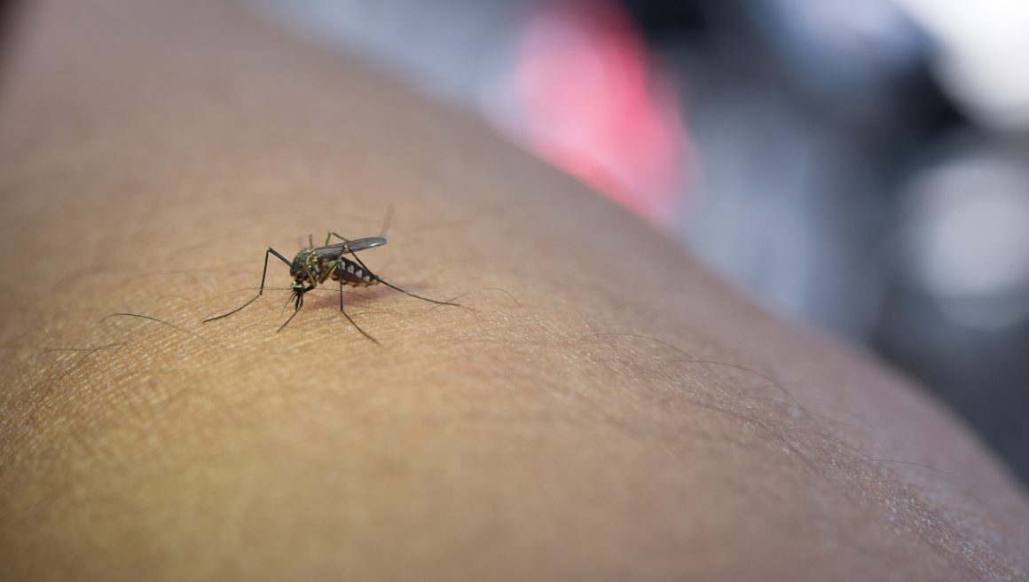 Aumento de casos positivos de dengue em Limeira preocupa especialistas