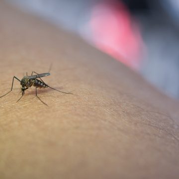 Prefeitura de Limeira orienta sobre sintomas da dengue e locais de atendimento 